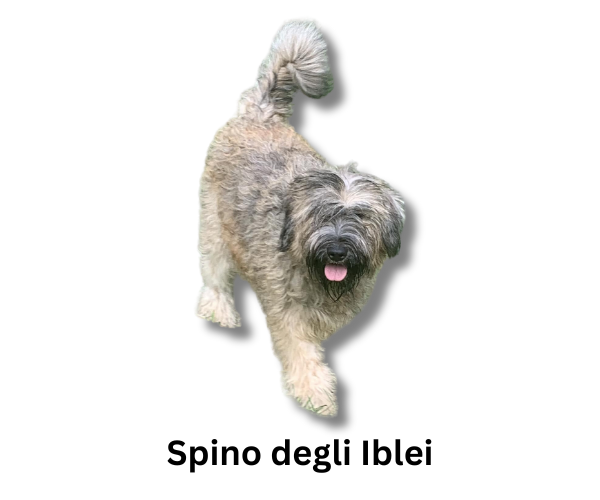 Spino degli Iblei dog breed