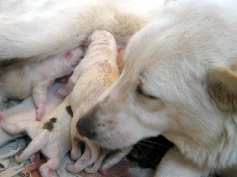 dog give birth 6 puppies, Dog Pregnancy