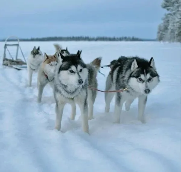 Chukotka Sled Dog